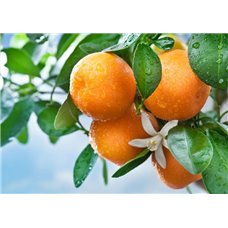Картина на холсте по фото Модульные картины Печать портретов на холсте Апельсиновое дерево - Фотообои Еда и напитки|фрукты и ягоды