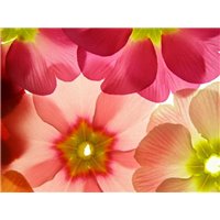 Лепестки цветов - Фотообои Фоны и текстуры|природа