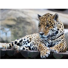 Картина на холсте по фото Модульные картины Печать портретов на холсте Леопард - Фотообои Животные|леопарды