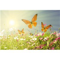 Бабочки над цветами - Фотообои природа|бабочки