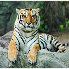 Картина на холсте по фото Модульные картины Печать портретов на холсте Тигр - Фотообои Животные|тигры
