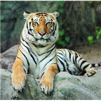 Тигр - Фотообои Животные|тигры