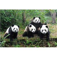 Панды - Фотообои Животные|медведи