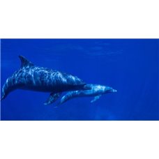 Картина на холсте по фото Модульные картины Печать портретов на холсте Дельфины - Фотообои Море|подводный мир