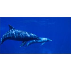 Дельфины - Фотообои Море|подводный мир - Модульная картины, Репродукции, Декоративные панно, Декор стен