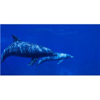 Дельфины - Фотообои Море|подводный мир