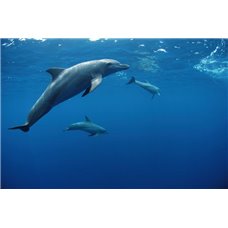 Картина на холсте по фото Модульные картины Печать портретов на холсте Дельфины - Фотообои Море|подводный мир