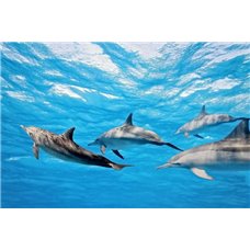 Картина на холсте по фото Модульные картины Печать портретов на холсте Дельфины в море - Фотообои Животные|морской мир