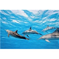 Портреты картины репродукции на заказ - Дельфины в море - Фотообои Животные|морской мир
