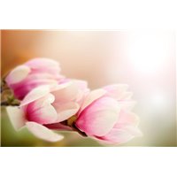 Портреты картины репродукции на заказ - Розовые тюльпаны - Фотообои цветы|другие