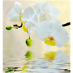 Орхидея над водой - Фотообои цветы|орхидеи - Модульная картины, Репродукции, Декоративные панно, Декор стен