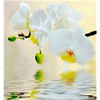 Портреты картины репродукции на заказ - Орхидея над водой - Фотообои цветы|орхидеи