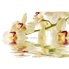 Картина на холсте по фото Модульные картины Печать портретов на холсте Веточка орхидеи над водой - Фотообои цветы|орхидеи