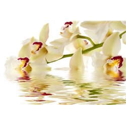 Веточка орхидеи над водой - Фотообои цветы|орхидеи - Модульная картины, Репродукции, Декоративные панно, Декор стен