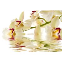Портреты картины репродукции на заказ - Веточка орхидеи над водой - Фотообои цветы|орхидеи
