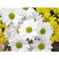 Белые цветы - Фотообои цветы|ромашки
