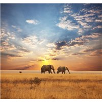 Портреты картины репродукции на заказ - Слоны идущие во время заката - Фотообои Животные|слоны