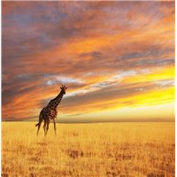 Портреты картины репродукции на заказ - Жираф на фоне заката - Фотообои Животные|жирафы