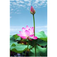 Водяные лилии - Фотообои цветы|лотосы