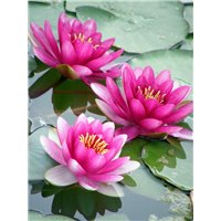 Кувшинки на воде - Фотообои цветы|кувшинки
