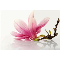 Розовый цветок - Фотообои цветы|другие - Модульная картины, Репродукции, Декоративные панно, Декор стен