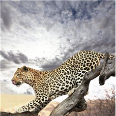 Картина на холсте по фото Модульные картины Печать портретов на холсте Леопард на ветке - Фотообои Животные|леопарды