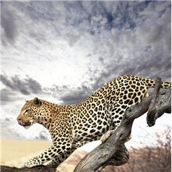 Леопард на ветке - Фотообои Животные|леопарды - Модульная картины, Репродукции, Декоративные панно, Декор стен