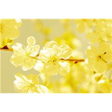 Картина на холсте по фото Модульные картины Печать портретов на холсте Желтые цветы - Фотообои цветы|цветущие деревья