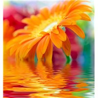 Гербера над водой - Фотообои цветы|герберы