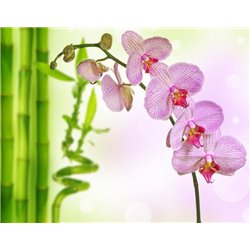 Бамбук и орхидея - Фотообои цветы|орхидеи - Модульная картины, Репродукции, Декоративные панно, Декор стен