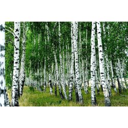 Березы - Фотообои природа|деревья и травы - Модульная картины, Репродукции, Декоративные панно, Декор стен