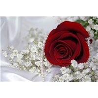 Бордовая роза - Фотообои цветы|розы