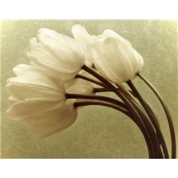 Черно-белое - Фотообои цветы|тюльпаны - Модульная картины, Репродукции, Декоративные панно, Декор стен