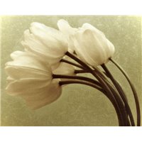 Портреты картины репродукции на заказ - Черно-белое - Фотообои цветы|тюльпаны