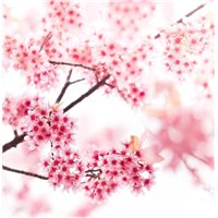 Цветущая сакура - Фотообои цветы|сакура