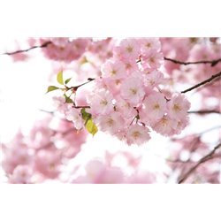 Яблоневый цвет - Фотообои цветы|цветущие деревья - Модульная картины, Репродукции, Декоративные панно, Декор стен