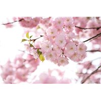 Портреты картины репродукции на заказ - Яблоневый цвет - Фотообои цветы|цветущие деревья