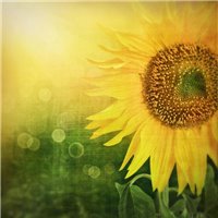 Подсолнух - Фотообои цветы|подсолнухи