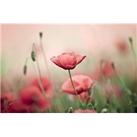 Маки - Фотообои цветы|маки