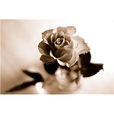 Картина на холсте по фото Модульные картины Печать портретов на холсте Роза - Фотообои цветы|розы