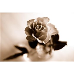 Роза - Фотообои цветы|розы - Модульная картины, Репродукции, Декоративные панно, Декор стен
