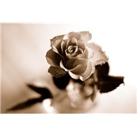 Портреты картины репродукции на заказ - Роза - Фотообои цветы|розы