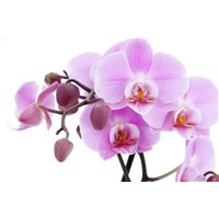 Портреты картины репродукции на заказ - Орхидея - Фотообои цветы|орхидеи