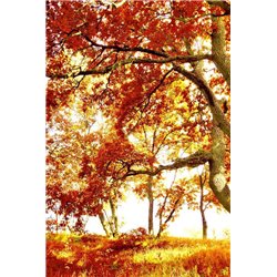 Осеннее дерево - Фотообои природа|осень - Модульная картины, Репродукции, Декоративные панно, Декор стен
