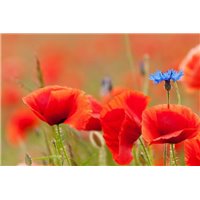 Василек и маки - Фотообои цветы|маки