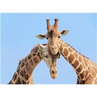 Портреты картины репродукции на заказ - Жирафы - Фотообои Животные|жирафы