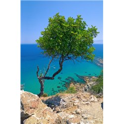 Дерево - Фотообои Море|побережье - Модульная картины, Репродукции, Декоративные панно, Декор стен