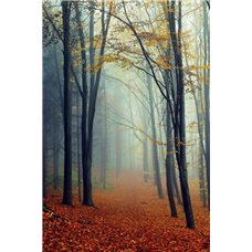 Картина на холсте по фото Модульные картины Печать портретов на холсте Осенний лес - Фотообои на двери