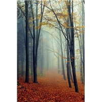 Осенний лес - Фотообои на двери