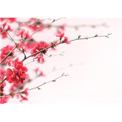 Цветущая веточка - Фотообои цветы|сакура - Модульная картины, Репродукции, Декоративные панно, Декор стен